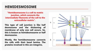 HEMIDESMOSOME
“Hemidesmosome is a cell to matrix
junction, which connects the
intermediate filaments of the cell to the
extracellular matrix”.
This type of cell junction is like half
desmosome and the thickening of
membrane of only one cell occurs. So,
this is known as hemidesmosome or half
desmosome.
Mostly, the hemidesmosome connects
the cells with their basal lamina. The
proteins involved in this are integrins.
 
