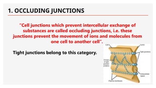 1. OCCLUDING JUNCTIONS
“Cell junctions which prevent intercellular exchange of
substances are called occluding junctions, i.e. these
junctions prevent the movement of ions and molecules from
one cell to another cell”.
Tight junctions belong to this category.
 