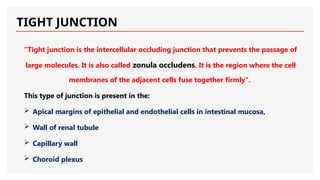 TIGHT JUNCTION
“Tight junction is the intercellular occluding junction that prevents the passage of
large molecules. It is also called zonula occludens. It is the region where the cell
membranes of the adjacent cells fuse together firmly”.
This type of junction is present in the:
 Apical margins of epithelial and endothelial cells in intestinal mucosa,
 Wall of renal tubule
 Capillary wall
 Choroid plexus
 