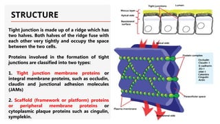 STRUCTURE
Tight junction is made up of a ridge which has
two halves. Both halves of the ridge fuse with
each other very tightly and occupy the space
between the two cells.
Proteins involved in the formation of tight
junctions are classified into two types:
1. Tight junction membrane proteins or
integral membrane proteins, such as occludin,
claudin and junctional adhesion molecules
(JAMs)
2. Scaffold (framework or platform) proteins
or peripheral membrane proteins or
cytoplasmic plaque proteins such as cingulin,
symplekin.
 