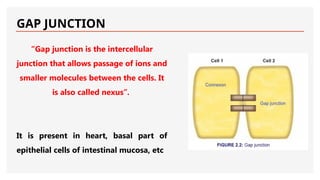 GAP JUNCTION
“Gap junction is the intercellular
junction that allows passage of ions and
smaller molecules between the cells. It
is also called nexus”.
It is present in heart, basal part of
epithelial cells of intestinal mucosa, etc
 