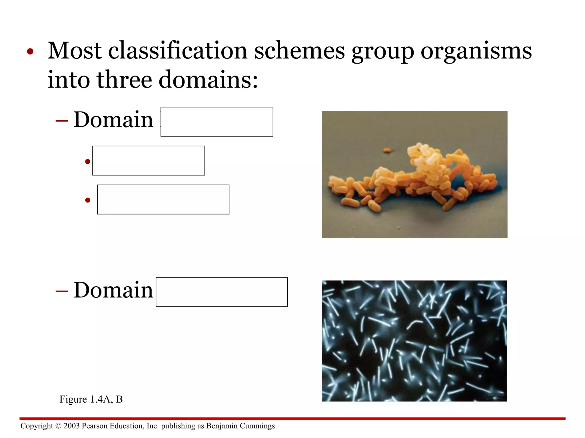 Copyright © 2003 Pearson Education, Inc. publishing as Benjamin Cummings
• Most classification schemes group organisms
into three domains:
– Domain Bacteria
• No nucleus
• 1 chromosome
Figure 1.4A, B
– Domain Archaea
 