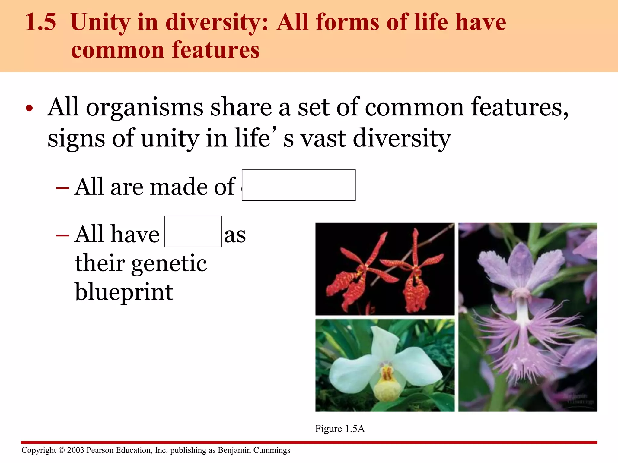 Copyright © 2003 Pearson Education, Inc. publishing as Benjamin Cummings
• All organisms share a set of common features,
signs of unity in life’s vast diversity
– All are made of cells
– All have DNA as
their genetic
blueprint
1.5 Unity in diversity: All forms of life have
common features
Figure 1.5A
 