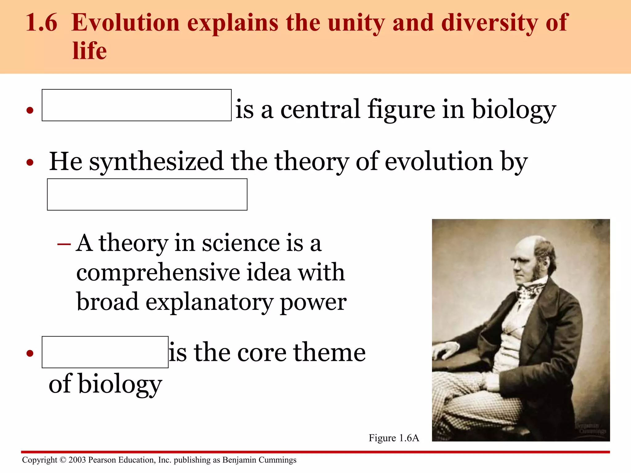 Copyright © 2003 Pearson Education, Inc. publishing as Benjamin Cummings
• Charles Darwin is a central figure in biology
• He synthesized the theory of evolution by
natural selection
– A theory in science is a
comprehensive idea with
broad explanatory power
• Evolution is the core theme
of biology
1.6 Evolution explains the unity and diversity of
life
Figure 1.6A
 