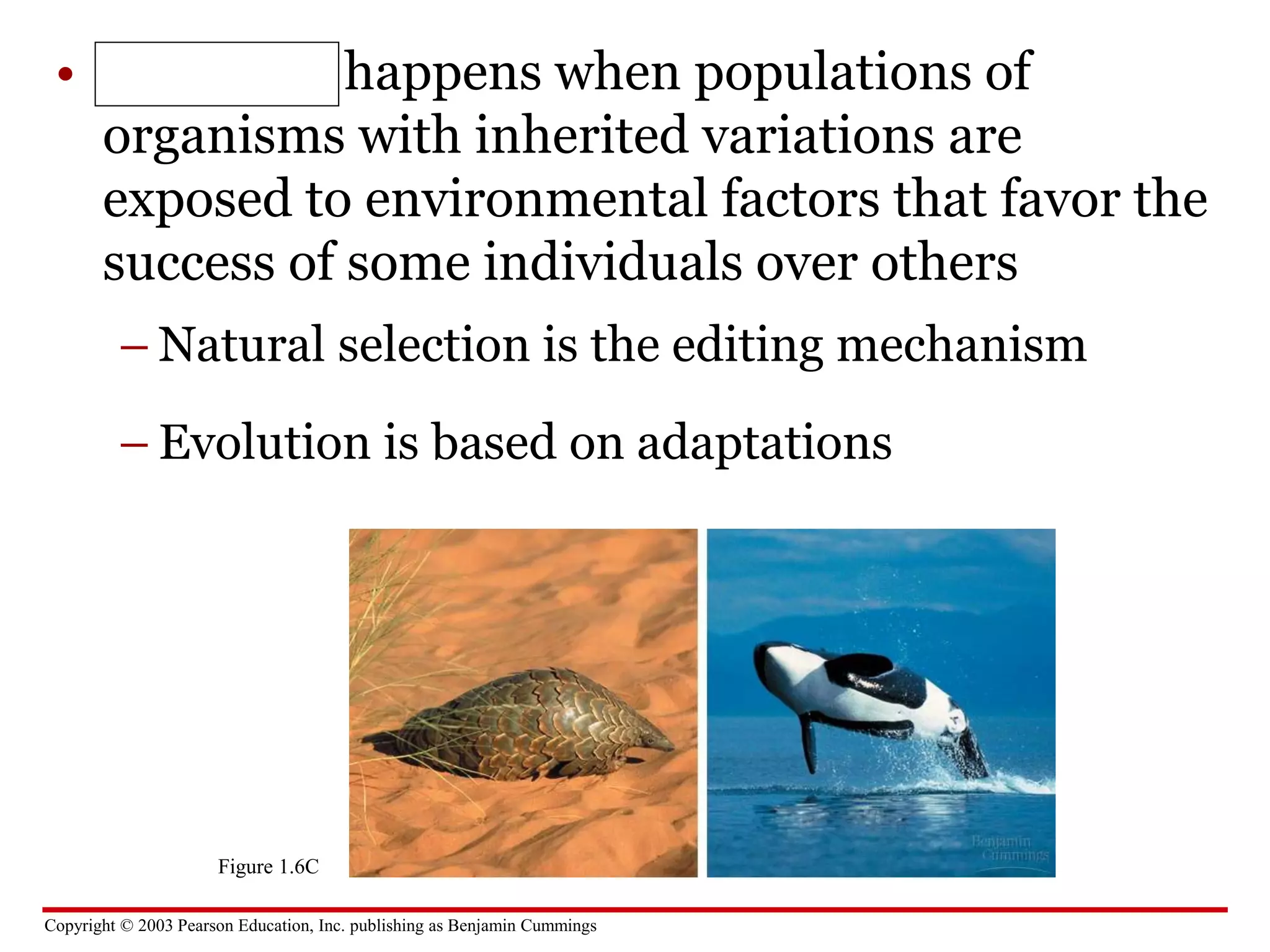 Copyright © 2003 Pearson Education, Inc. publishing as Benjamin Cummings
• Evolution happens when populations of
organisms with inherited variations are
exposed to environmental factors that favor the
success of some individuals over others
– Natural selection is the editing mechanism
– Evolution is based on adaptations
Figure 1.6C
 