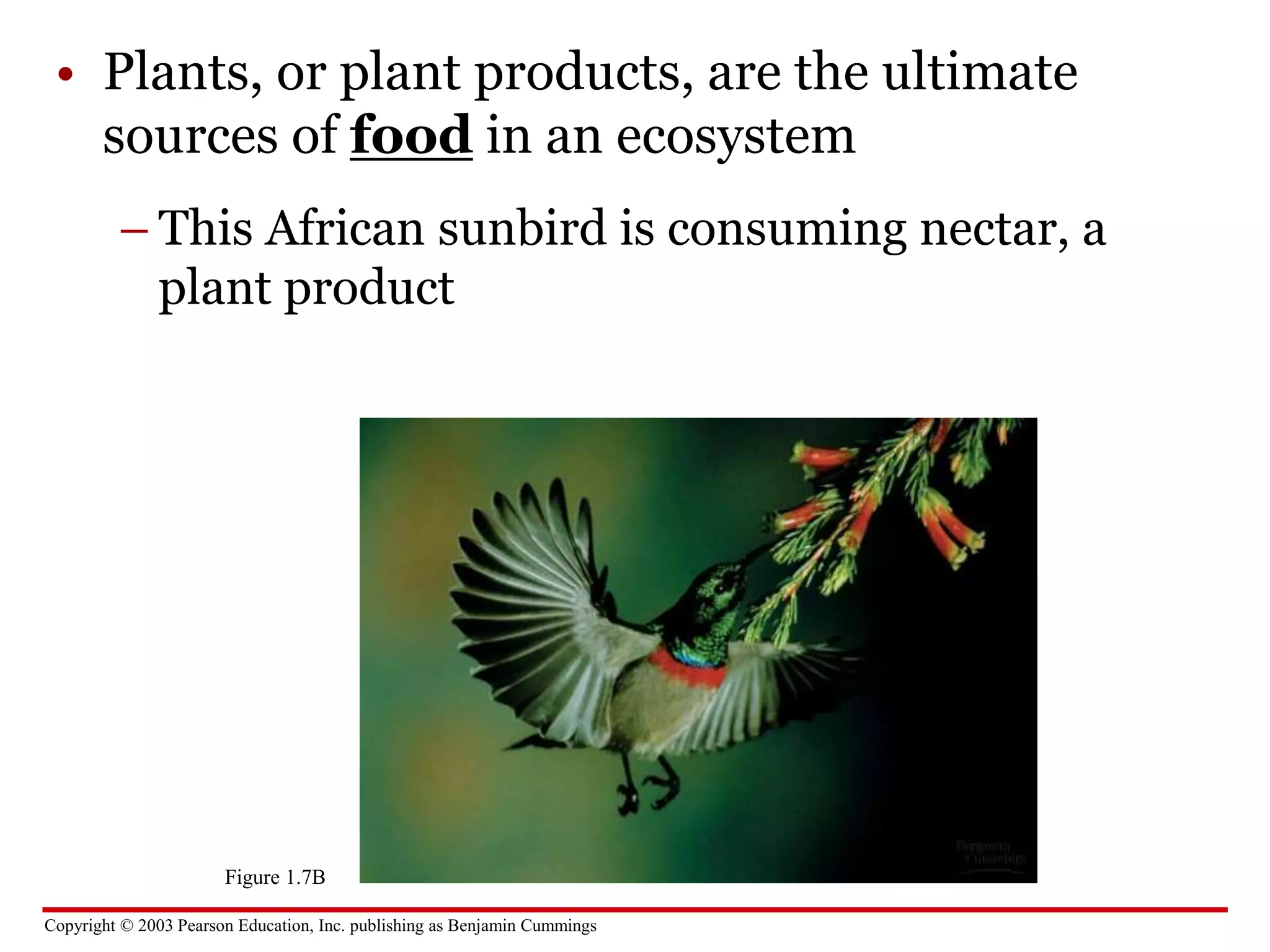 Copyright © 2003 Pearson Education, Inc. publishing as Benjamin Cummings
• Plants, or plant products, are the ultimate
sources of food in an ecosystem
– This African sunbird is consuming nectar, a
plant product
Figure 1.7B
 