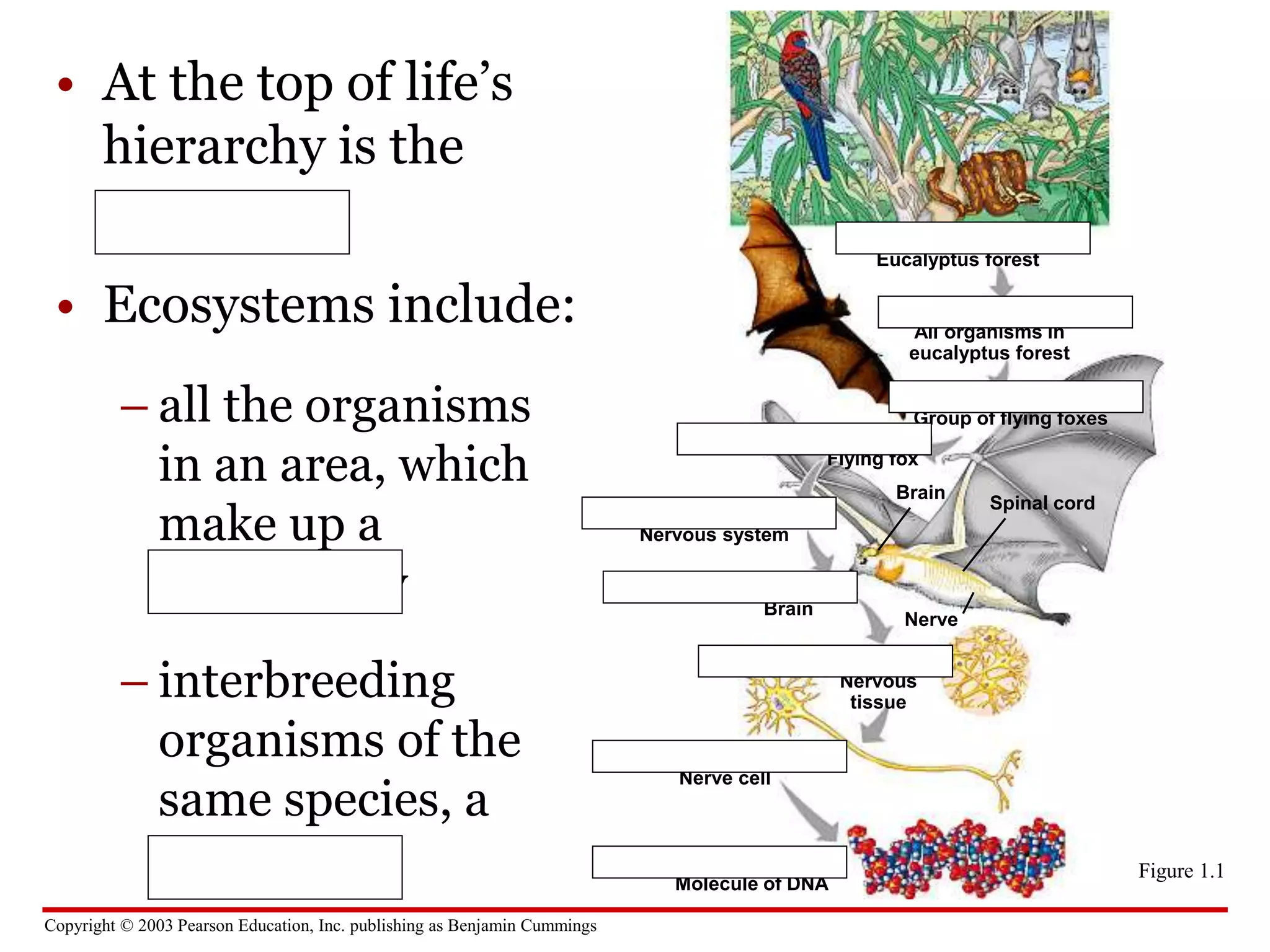 Copyright © 2003 Pearson Education, Inc. publishing as Benjamin Cummings
• At the top of life’s
hierarchy is the
ecosystem
• Ecosystems include:
– all the organisms
in an area, which
make up a
community
– interbreeding
organisms of the
same species, a
population
ECOSYSTEM LEVEL
Eucalyptus forest
COMMUNITY LEVEL
All organisms in
eucalyptus forest
POPULATION LEVEL
Group of flying foxes
ORGANISM LEVEL
Flying fox
ORGAN SYSTEM LEVEL
Nervous system
ORGAN LEVEL
Brain
Brain
Spinal cord
Nerve
TISSUE LEVEL
Nervous
tissue
CELLULAR LEVEL
Nerve cell
MOLECULAR LEVEL
Molecule of DNA
Figure 1.1
 