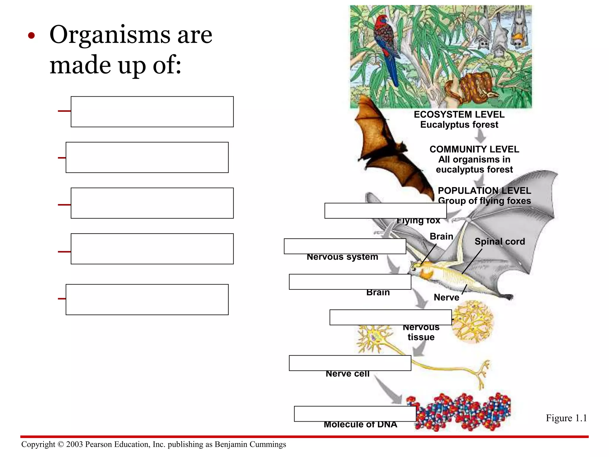 Copyright © 2003 Pearson Education, Inc. publishing as Benjamin Cummings
• Organisms are
made up of:
– organ systems
– organs
– tissues
– cells
– molecules
ECOSYSTEM LEVEL
Eucalyptus forest
COMMUNITY LEVEL
All organisms in
eucalyptus forest
POPULATION LEVEL
Group of flying foxes
ORGANISM LEVEL
Flying fox
ORGAN SYSTEM LEVEL
Nervous system
ORGAN LEVEL
Brain
Brain
Spinal cord
Nerve
TISSUE LEVEL
Nervous
tissue
CELLULAR LEVEL
Nerve cell
MOLECULAR LEVEL
Molecule of DNA
Figure 1.1
 