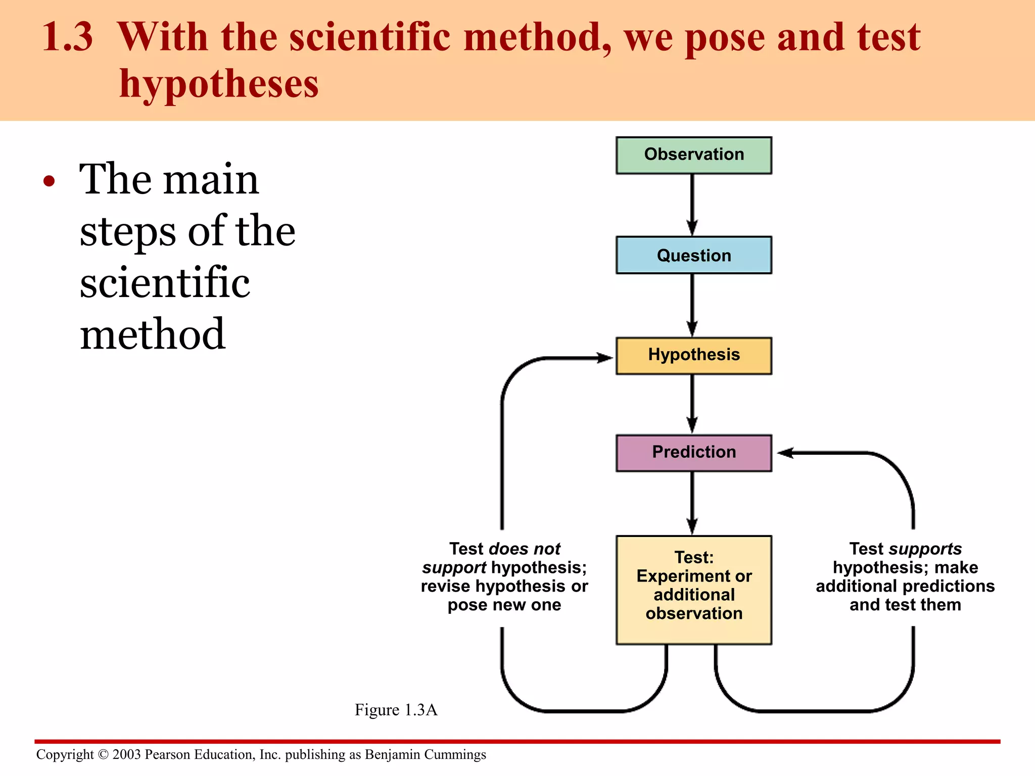 Copyright © 2003 Pearson Education, Inc. publishing as Benjamin Cummings
• The main
steps of the
scientific
method
1.3 With the scientific method, we pose and test
hypotheses
Observation
Question
Hypothesis
Prediction
Test:
Experiment or
additional
observation
Test does not
support hypothesis;
revise hypothesis or
pose new one
Test supports
hypothesis; make
additional predictions
and test them
Figure 1.3A
 