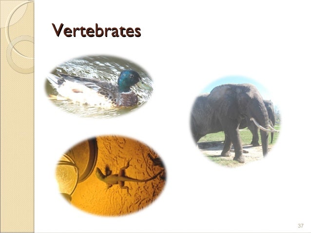 Biology M1 Classification Biodiversity