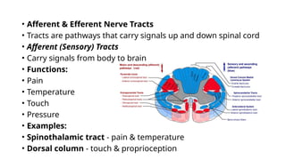 Comprehensive Overview of the Central Nervous System: Brain, Spinal ...