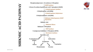 30/07/2026 12
SHIKMIC
ACID
PATHWAY
 