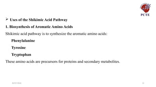 30/07/2026 14
 Uses of the Shikimic Acid Pathway
1. Biosynthesis of Aromatic Amino Acids
Shikimic acid pathway is to synthesize the aromatic amino acids:
Phenylalanine
Tyrosine
Tryptophan
These amino acids are precursors for proteins and secondary metabolites.
 