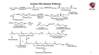30/07/2026 23
Acetate-Mevalonate Pathway
 