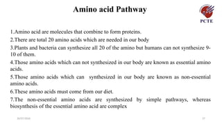 30/07/2026 27
Amino acid Pathway
1.Amino acid are molecules that combine to form proteins.
2.There are total 20 amino acids which are needed in our body
3.Plants and bacteria can synthesize all 20 of the amino but humans can not synthesize 9-
10 of them.
4.Those amino acids which can not synthesized in our body are known as essential amino
acids.
5.Those amino acids which can synthesized in our body are known as non-essential
amino acids.
6.These amino acids must come from our diet.
7.The non-essential amino acids are synthesized by simple pathways, whereas
biosynthesis of the essential amino acid are complex
 