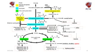 30/07/2026 30
30
PPP
α-acetyl serine
Glycine
cysteine
Shikimic acid pathway
α-ketoisovaleric acid
valine
Transamination
α-ketoiso caproic acid
Leucine
Alanine
NH
3
Hydroxy proline
Ornithine, citrulline, arginine
NH3
NH3
NH3
 