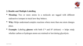 30/07/2026 43
2. Double and Multiple Labelling
 Meaning: Two or more atoms in a molecule are tagged with different
radioactive isotopes to track how they behave.
 Why: Helps understand complex reactions where more than one atom changes
place.
 Example: Labeling glucose with both C¹ and H³ (tritium) → helps study
⁴
whether carbon or hydrogen atoms are retained or lost during glycolysis.
 
