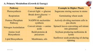 30/07/2026 6
Pathway Function Example in Higher Plants
Photosynthesis Convert light → glucose Sugarcane storing sucrose in stems
Respiration
Break down glucose →
ATP
Germinating wheat seeds
Pentose Phosphate
Pathway
NADPH & nucleotides
synthesis
Actively dividing meristem cells in
pea shoots
Nitrogen Assimilation
Convert nitrate → amino
acids
Spinach leaves converting soil nitrate
into glutamate
Amino Acid
Biosynthesis
Build proteins &
precursors
Soybean producing methionine &
lysine
Lipid Biosynthesis Membranes, oils
Sunflower seeds producing oil during
ripening
A. Primary Metabolism (Growth & Energy)
 