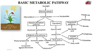 30/07/2026 8
BASIC METABOLIC PATHWAY
 