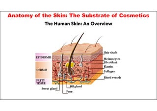 Skin Substrate BP809ET COSMETIC SCIENCE (Theory) Unit 1 | PDF