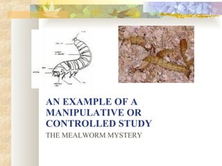 AN EXAMPLE OF A MANIPULATIVE OR CONTROLLED STUDY THE MEALWORM MYSTERY 
