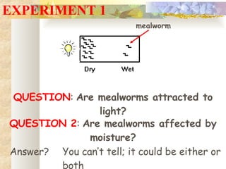 EXPERIMENT 1 QUESTION :  Are mealworms attracted to light? mealworm QUESTION 2 :  Are mealworms affected by moisture? Answer? You can’t tell; it could be either or both 