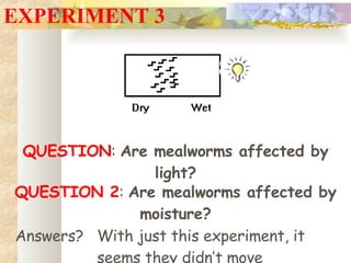 EXPERIMENT 3 QUESTION :  Are mealworms affected by light? QUESTION 2 :  Are mealworms affected by moisture? Answers? With just this experiment, it seems they didn’t move 