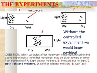 THE EXPERIMENTS 1 2 3 QUESTION:  Which variables affect mealworm movement based on the above experiments (note that movement may be either toward or away from something)?  A . Light but not moisture.  B . Moisture but not light.  C .  Both light and moisture.   D . Neither light nor moisture.  E . Can’t tell. mealworm Without the controlled experiment we would know nothing! 