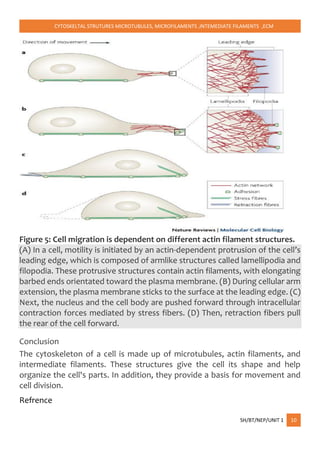 CYTOSKELTAL STRUTURES MICROTUBULES, MICROFILAMENTS ,INTEMEDIATE FILAMENTS ,ECM
SH/BT/NEP/UNIT 1 10
Figure 5: Cell migration is dependent on different actin filament structures.
(A) In a cell, motility is initiated by an actin-dependent protrusion of the cell’s
leading edge, which is composed of armlike structures called lamellipodia and
filopodia. These protrusive structures contain actin filaments, with elongating
barbed ends orientated toward the plasma membrane. (B) During cellular arm
extension, the plasma membrane sticks to the surface at the leading edge. (C)
Next, the nucleus and the cell body are pushed forward through intracellular
contraction forces mediated by stress fibers. (D) Then, retraction fibers pull
the rear of the cell forward.
Conclusion
The cytoskeleton of a cell is made up of microtubules, actin filaments, and
intermediate filaments. These structures give the cell its shape and help
organize the cell's parts. In addition, they provide a basis for movement and
cell division.
Refrence
 