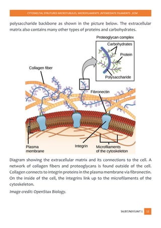 CYTOSKELTAL STRUTURES MICROTUBULES, MICROFILAMENTS ,INTEMEDIATE FILAMENTS ,ECM
SH/BT/NEP/UNIT 1 12
polysaccharide backbone as shown in the picture below. The extracellular
matrix also contains many other types of proteins and carbohydrates.
Diagram showing the extracellular matrix and its connections to the cell. A
network of collagen fibers and proteoglycans is found outside of the cell.
Collagen connects to integrin proteins in the plasma membrane via fibronectin.
On the inside of the cell, the integrins link up to the microfilaments of the
cytoskeleton.
Image credit: OpenStax Biology.
 