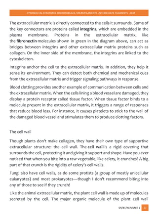 CYTOSKELTAL STRUTURES MICROTUBULES, MICROFILAMENTS ,INTEMEDIATE FILAMENTS ,ECM
SH/BT/NEP/UNIT 1 13
The extracellular matrix is directly connected to the cells it surrounds. Some of
the key connectors are proteins called integrins, which are embedded in the
plasma membrane. Proteins in the extracellular matrix, like
the fibronectin molecules shown in green in the diagram above, can act as
bridges between integrins and other extracellular matrix proteins such as
collagen. On the inner side of the membrane, the integrins are linked to the
cytoskeleton.
Integrins anchor the cell to the extracellular matrix. In addition, they help it
sense its environment. They can detect both chemical and mechanical cues
from the extracellular matrix and trigger signaling pathways in response.
Blood clotting provides another example of communication between cells and
the extracellular matrix. When the cells lining a blood vessel are damaged, they
display a protein receptor called tissue factor. When tissue factor binds to a
molecule present in the extracellular matrix, it triggers a range of responses
that reduce blood loss. For instance, it causes platelets to stick to the wall of
the damaged blood vessel and stimulates them to produce clotting factors.
The cell wall
Though plants don't make collagen, they have their own type of supportive
extracellular structure: the cell wall. The cell wall is a rigid covering that
surrounds the cell, protecting it and giving it support and shape. Have you ever
noticed that when you bite into a raw vegetable, like celery, it crunches? A big
part of that crunch is the rigidity of celery’s cell walls.
Fungi also have cell walls, as do some protists (a group of mostly unicellular
eukaryotes) and most prokaryotes—though I don't recommend biting into
any of those to see if they crunch!
Like the animal extracellular matrix, the plant cell wall is made up of molecules
secreted by the cell. The major organic molecule of the plant cell wall
 