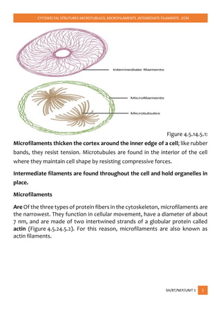 CYTOSKELTAL STRUTURES MICROTUBULES, MICROFILAMENTS ,INTEMEDIATE FILAMENTS ,ECM
SH/BT/NEP/UNIT 1 2
Figure 4.5.14.5.1:
Microfilaments thicken the cortex around the inner edge of a cell; like rubber
bands, they resist tension. Microtubules are found in the interior of the cell
where they maintain cell shape by resisting compressive forces.
Intermediate filaments are found throughout the cell and hold organelles in
place.
Microfilaments
Are Of the three types of protein fibers in the cytoskeleton, microfilaments are
the narrowest. They function in cellular movement, have a diameter of about
7 nm, and are made of two intertwined strands of a globular protein called
actin (Figure 4.5.24.5.2). For this reason, microfilaments are also known as
actin filaments.
 