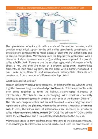 CYTOSKELTAL STRUTURES MICROTUBULES, MICROFILAMENTS ,INTEMEDIATE FILAMENTS ,ECM
SH/BT/NEP/UNIT 1 6
The cytoskeleton of eukaryotic cells is made of filamentous proteins, and it
provides mechanical support to the cell and its cytoplasmic constituents. All
cytoskeletons consist of three major classes of elements that differ in size and
in protein composition. Microtubules are the largest type of filament, with a
diameter of about 25 nanometers (nm), and they are composed of a protein
called tubulin. Actin filaments are the smallest type, with a diameter of only
about 6 nm, and they are made of a protein called actin. Intermediate
filaments, as their name suggests, are mid-sized, with a diameter of about 10
nm. Unlike actin filaments and microtubules, intermediate filaments are
constructed from a number of different subunit proteins.
What Do Microtubules Do?
Tubulin contains two polypeptide subunits, and dimers of these subunits string
together to make long strands called protofilaments. Thirteen protofilaments
then come together to form the hollow, straw-shaped filaments of
microtubules. Microtubules are ever-changing, with reactions constantly
adding and subtracting tubulin dimers at both ends of the filament (Figure 1).
The rates of change at either end are not balanced — one end grows more
rapidly and is called the plus end, whereas the other end is known as the minus
end. In cells, the minus ends of microtubules are anchored in structures
called microtubule organizing centers (MTOCs). The primary MTOC in a cell is
called the centrosome, and it is usually located adjacent to the nucleus.
Microtubules tend to grow out from the centrosome to the plasma membrane.
In nondividing cells, microtubule networks radiate out from the centrosome to
 