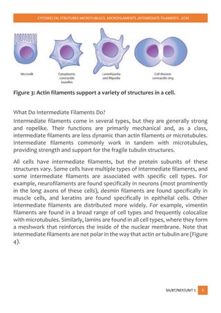 CYTOSKELTAL STRUTURES MICROTUBULES, MICROFILAMENTS ,INTEMEDIATE FILAMENTS ,ECM
SH/BT/NEP/UNIT 1 8
Figure 3: Actin filaments support a variety of structures in a cell.
What Do Intermediate Filaments Do?
Intermediate filaments come in several types, but they are generally strong
and ropelike. Their functions are primarily mechanical and, as a class,
intermediate filaments are less dynamic than actin filaments or microtubules.
Intermediate filaments commonly work in tandem with microtubules,
providing strength and support for the fragile tubulin structures.
All cells have intermediate filaments, but the protein subunits of these
structures vary. Some cells have multiple types of intermediate filaments, and
some intermediate filaments are associated with specific cell types. For
example, neurofilaments are found specifically in neurons (most prominently
in the long axons of these cells), desmin filaments are found specifically in
muscle cells, and keratins are found specifically in epithelial cells. Other
intermediate filaments are distributed more widely. For example, vimentin
filaments are found in a broad range of cell types and frequently colocalize
with microtubules. Similarly, lamins are found in all cell types, where they form
a meshwork that reinforces the inside of the nuclear membrane. Note that
intermediate filaments are not polar in the way that actin or tubulin are (Figure
4).
 