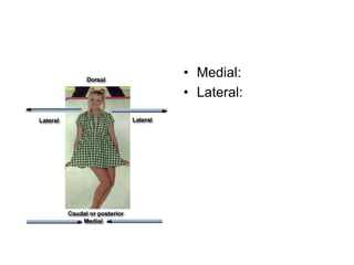 • Medial:
• Lateral:
 