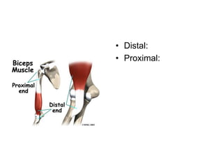 • Distal:
• Proximal:
 