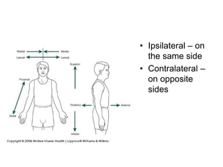 • Ipsilateral – on
the same side
• Contralateral –
on opposite
sides
 