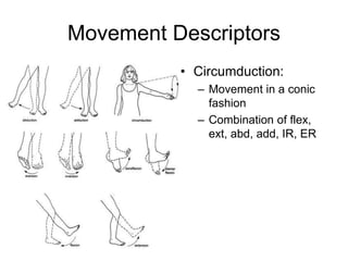 Movement Descriptors
• Circumduction:
– Movement in a conic
fashion
– Combination of flex,
ext, abd, add, IR, ER
 