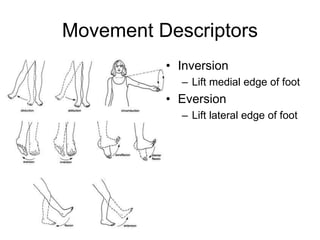 Movement Descriptors
• Inversion
– Lift medial edge of foot
• Eversion
– Lift lateral edge of foot
 