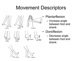 Movement Descriptors
• Plantarflexion
– Increase angle
between foot and
shank
• Dorsiflexion
– Decrease angle
between foot and
shank
 