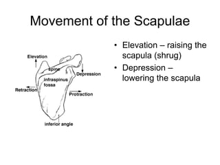 Movement of the Scapulae
• Elevation – raising the
scapula (shrug)
• Depression –
lowering the scapula
 
