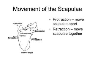 Movement of the Scapulae
• Protraction – move
scapulae apart
• Retraction – move
scapulae together
 
