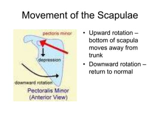Movement of the Scapulae
• Upward rotation –
bottom of scapula
moves away from
trunk
• Downward rotation –
return to normal
 