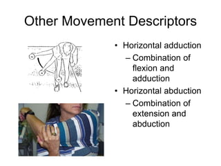 Other Movement Descriptors
• Horizontal adduction
– Combination of
flexion and
adduction
• Horizontal abduction
– Combination of
extension and
abduction
 