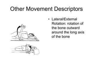 Other Movement Descriptors
• Lateral/External
Rotation: rotation of
the bone outward
around the long axis
of the bone
 