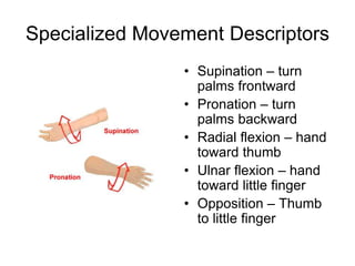 Specialized Movement Descriptors
• Supination – turn
palms frontward
• Pronation – turn
palms backward
• Radial flexion – hand
toward thumb
• Ulnar flexion – hand
toward little finger
• Opposition – Thumb
to little finger
 