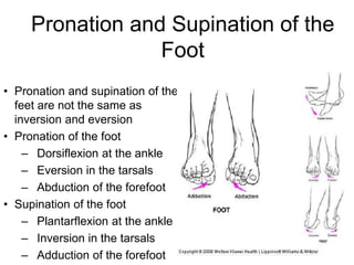 Pronation and Supination of the
Foot
• Pronation and supination of the
feet are not the same as
inversion and eversion
• Pronation of the foot
– Dorsiflexion at the ankle
– Eversion in the tarsals
– Abduction of the forefoot
• Supination of the foot
– Plantarflexion at the ankle
– Inversion in the tarsals
– Adduction of the forefoot
 