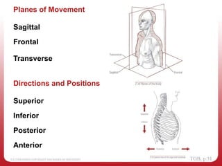 Directions and Positions
Planes of Movement
Sagittal
Frontal
Transverse
Superior
Inferior
Posterior
Anterior
 