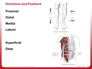 Directions and Positions
Proximal
Distal
Medial
Lateral
Superficial
Deep
 