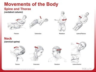 Movements of the Body
Spine and Thorax
(vertebral column)
Neck
(cervical spine)
 